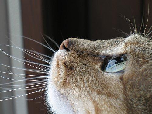 Cat 2hk