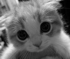 Cat 2hm