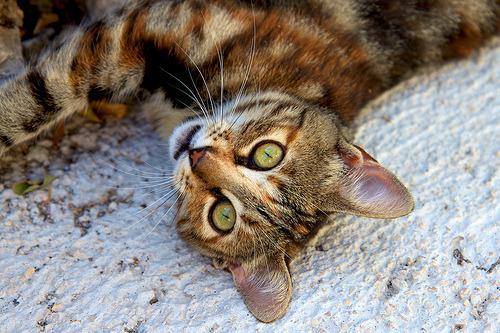 Cat 2ij