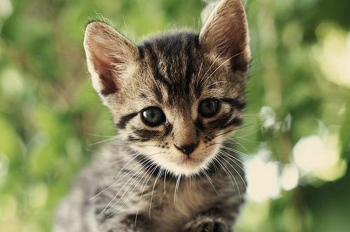 Cat 2iu