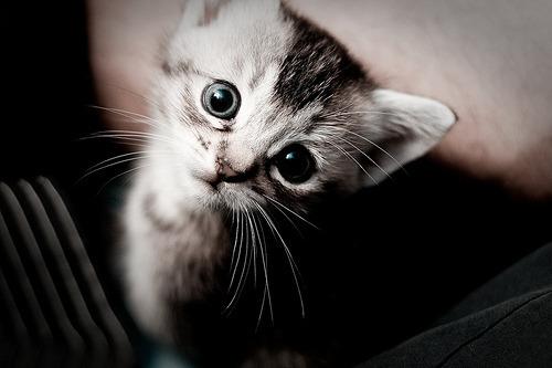 Cat 2ju