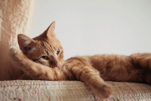 Cat 2kh