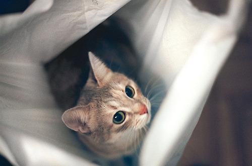 Cat 2kj