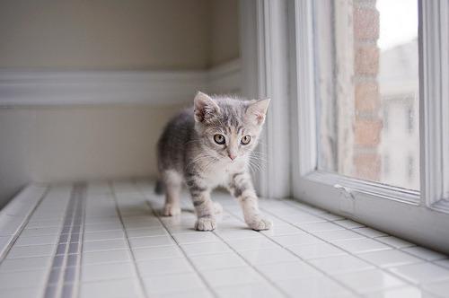 Cat 2l5