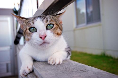 Cat 2ln