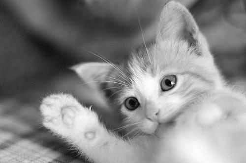 Cat 2ls