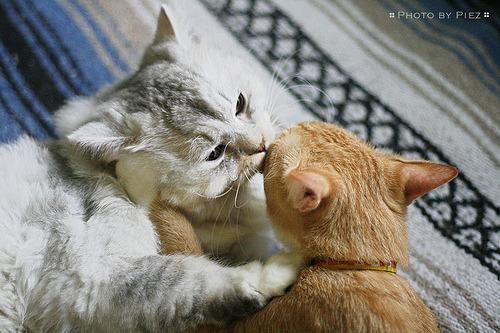 Cat 2lt