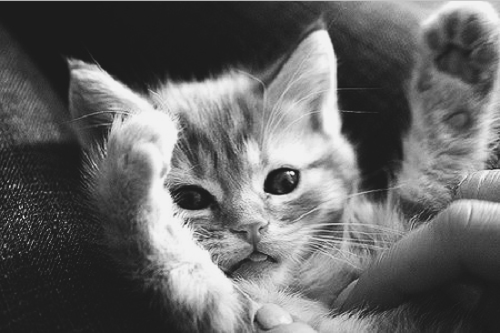 Cat 2lv