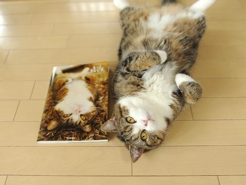 Cat 2m1
