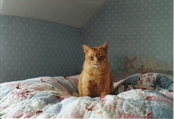 Cat 2m5