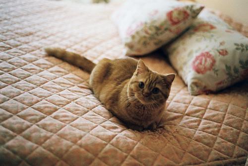 Cat 2m7