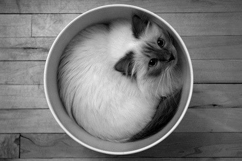 Cat 2mj