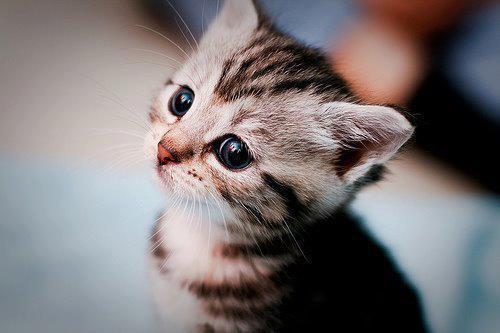 Cat 2mo