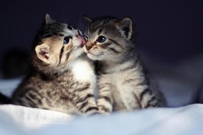 Cat 2n2