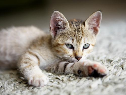 Cat 2n9