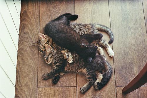 Cat 2nb