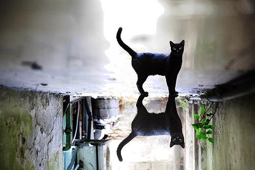 Cat 2nc