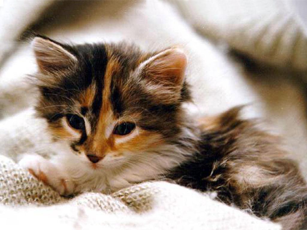 Cat 2nh