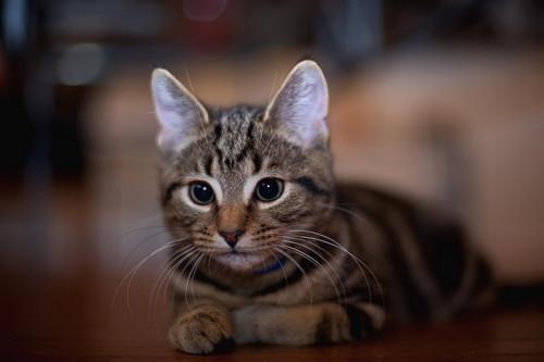 Cat 2np