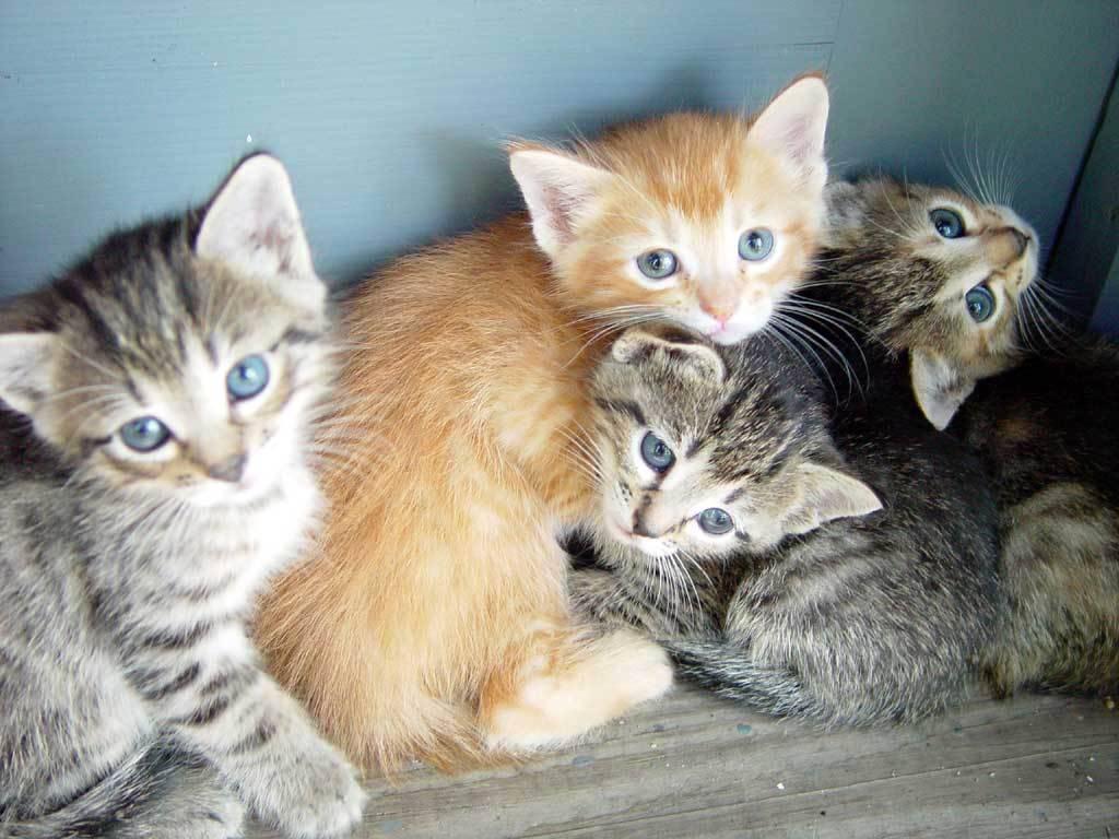 Cat 2o1