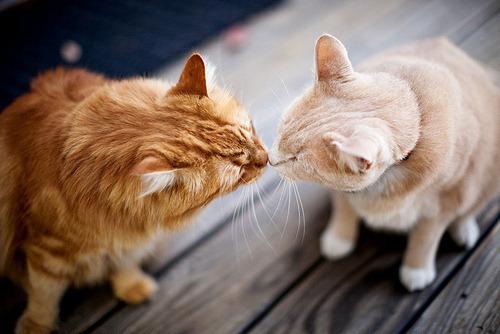 Cat 2ob