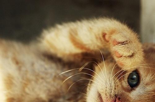 Cat 2oe