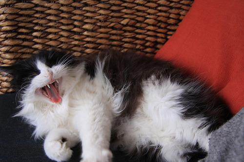 Cat 2q6