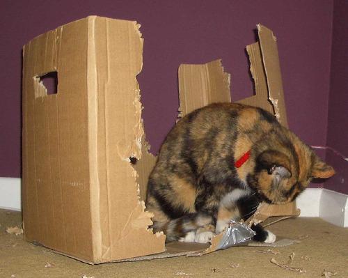 Cat 2q9