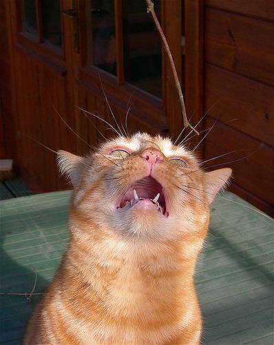 Cat 2qo
