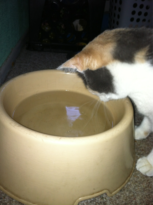 Cat 2sh