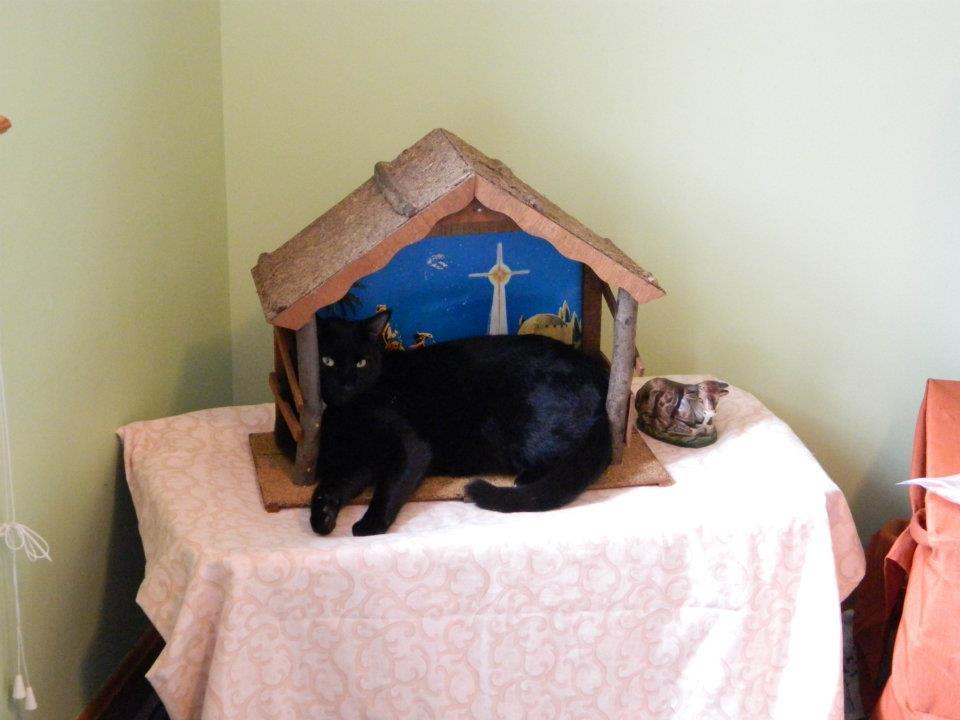 Cat 2sk