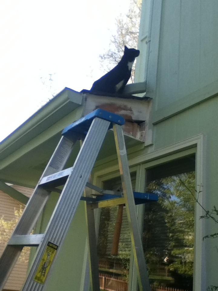 Cat 2t9