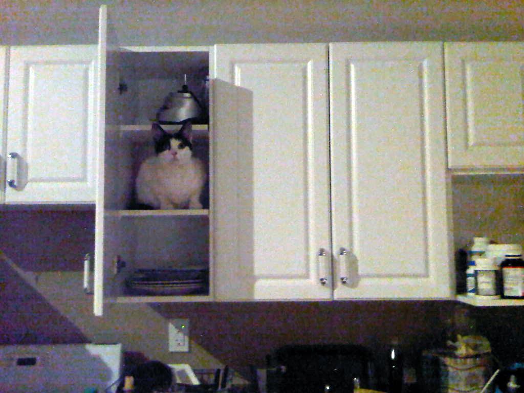 Cat 2tf
