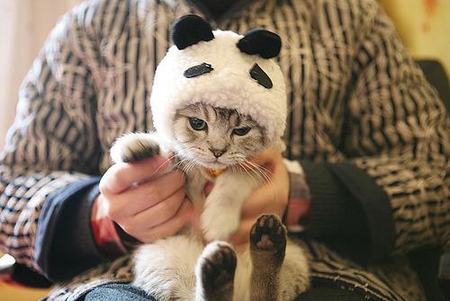 Cat 2uo