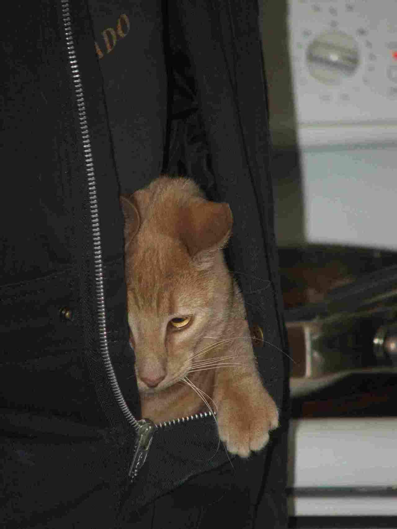 Cat 2vc
