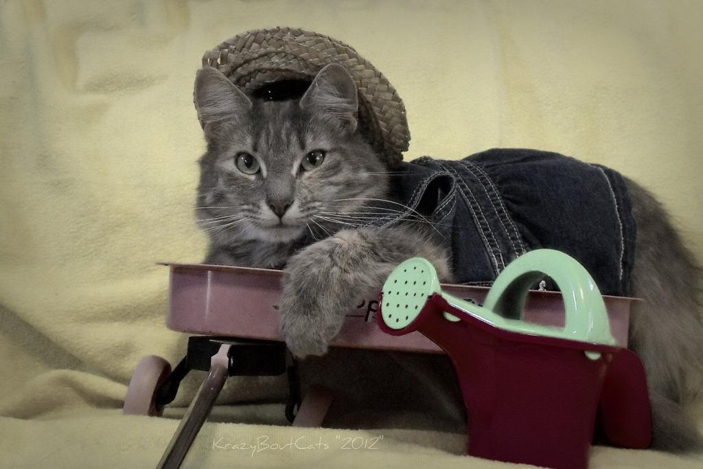 Cat 34u