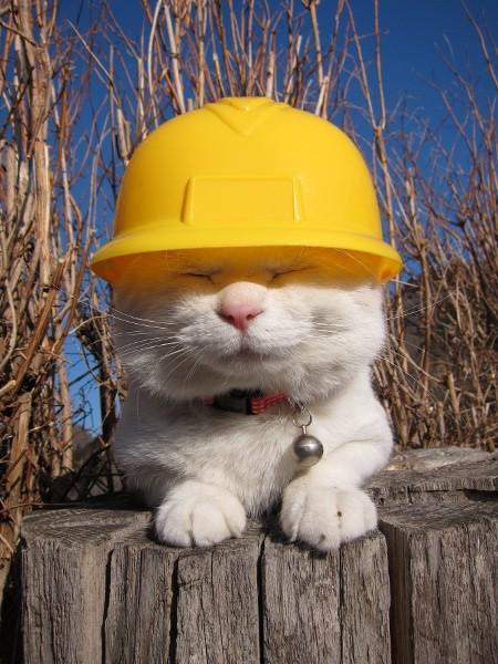 Cat 354