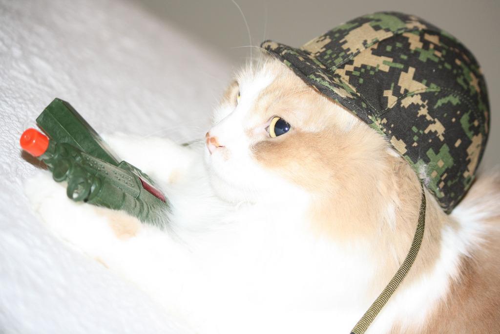 Cat 35q
