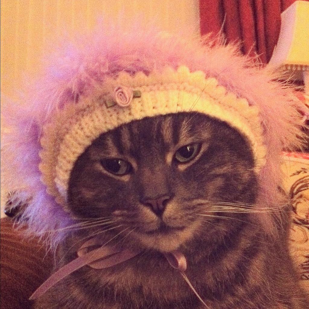Cat 366