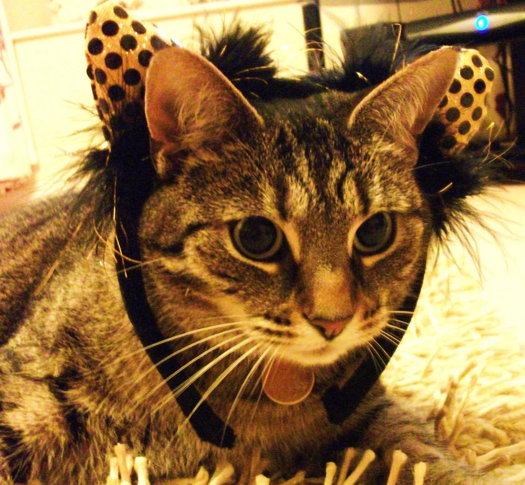 Cat 391