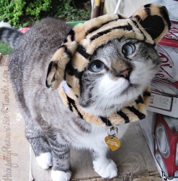 Cat 39n