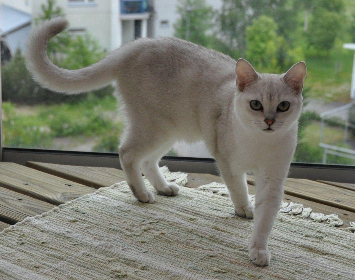 Cat 3Wjx1Tq7X