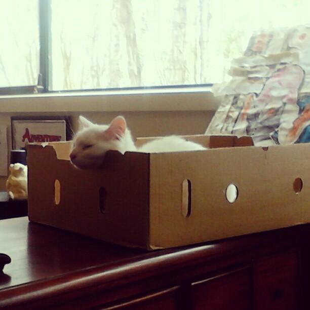 Cat 3av