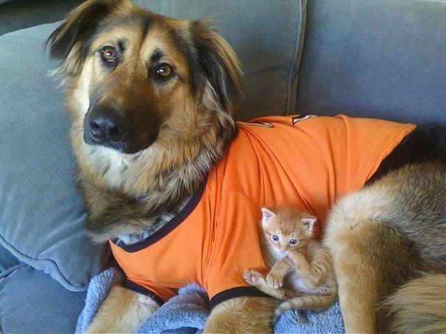 Cat 3b8