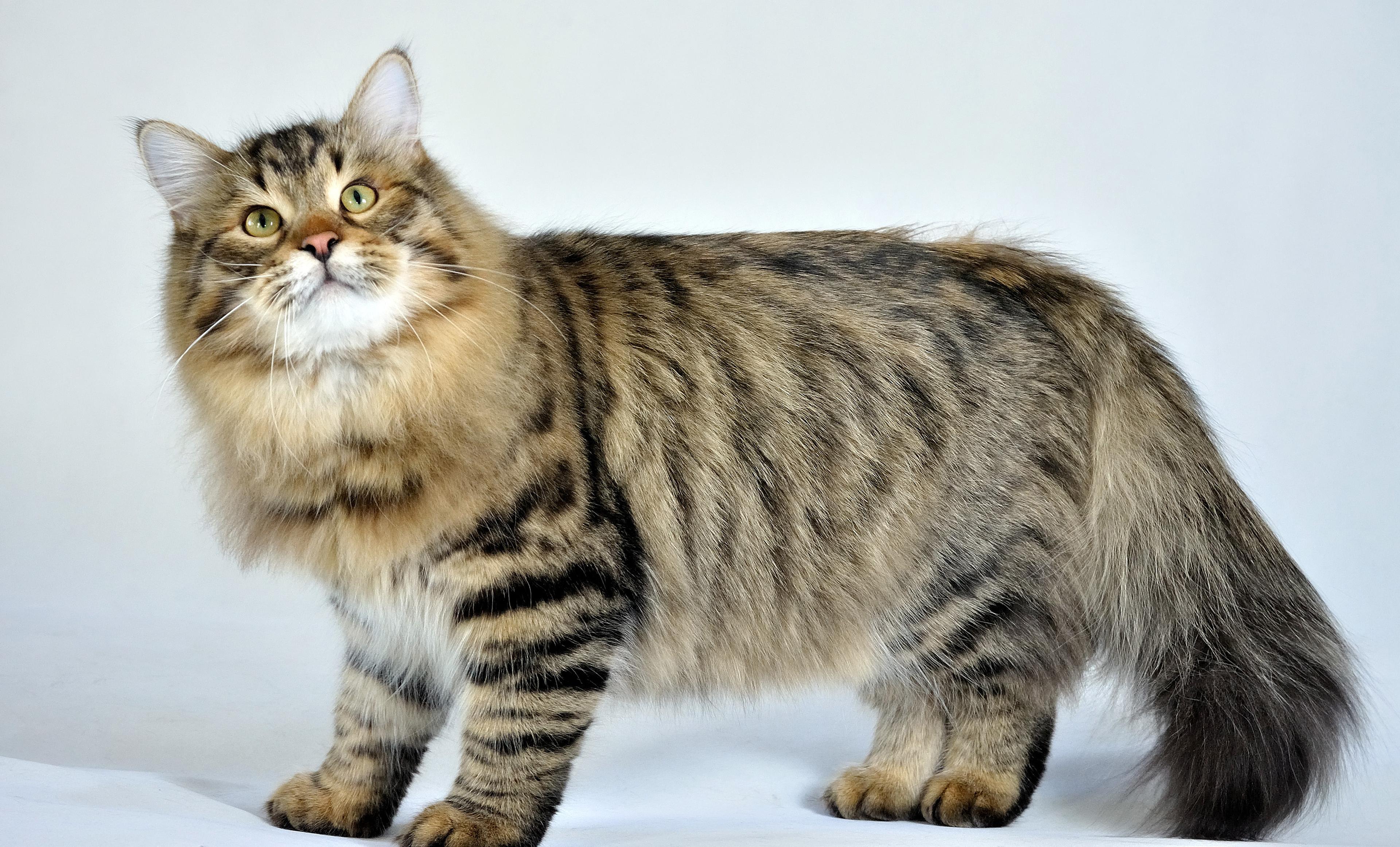 Cat 3bkZAjRh1