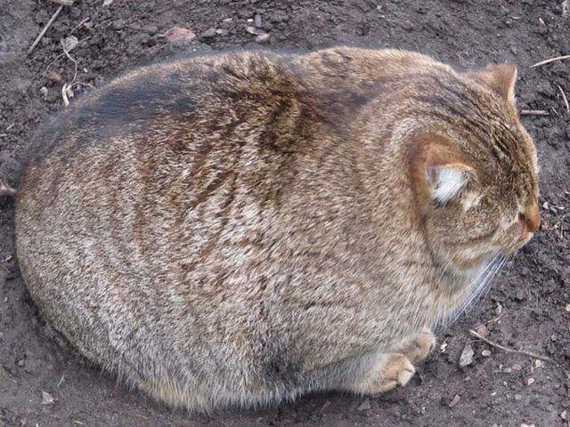 Cat 3bn