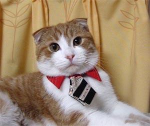 Cat 3bt