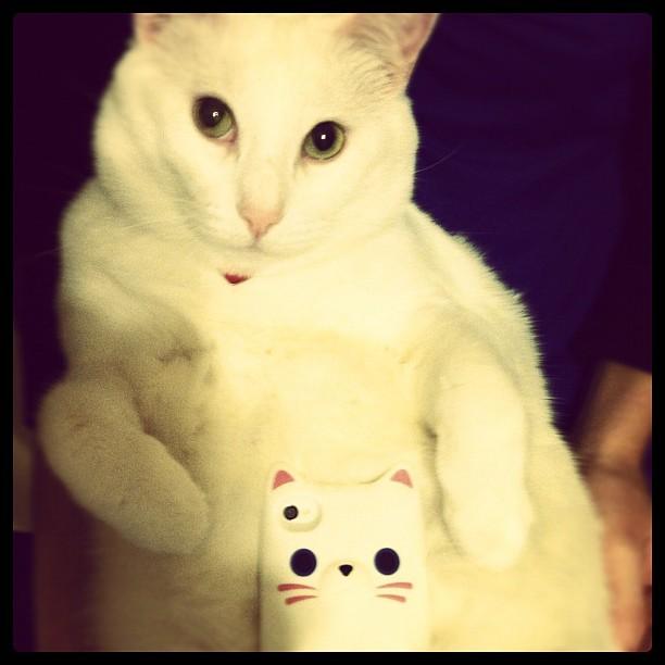 Cat 3cm
