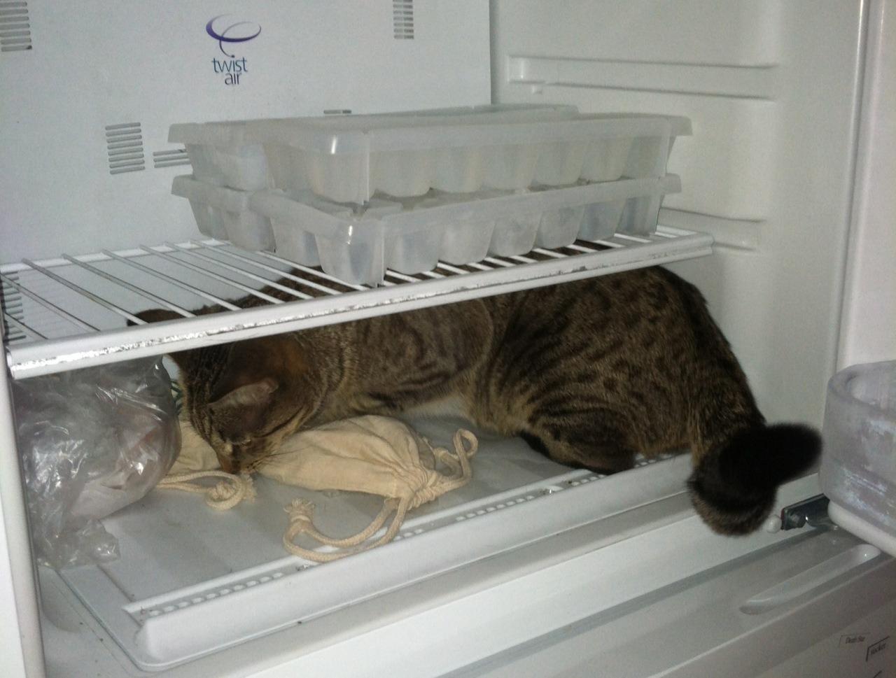 Cat 3d3