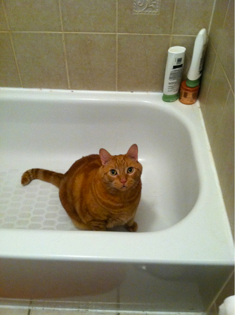 Cat 3d8